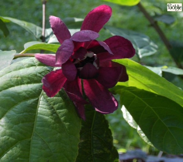 Calycanthus raulstonii 'Hartlage Wine' (Sinocalycalycanthus raulstonii 'Hartlage Wine')