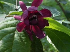 Calycanthus raulstonii 'Hartlage Wine' (Sinocalycalycanthus raulstonii 'Hartlage Wine')