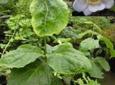 Calycanthus chinensis (Sinocalycanthus chinensis) - chinesicher Gewürzstrauch -