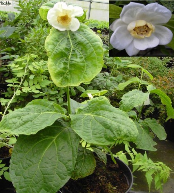 Calycanthus chinensis (Sinocalycanthus chinensis) - chinesicher Gewürzstrauch -