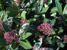 Skimmia japonica 'Rubella' -Blütenskimmie-