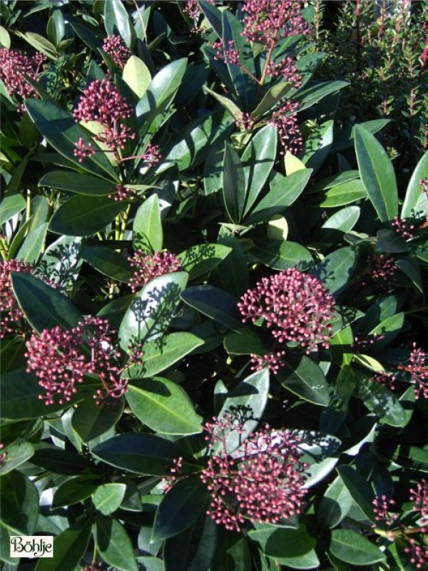 Skimmia japonica 'Rubella' -Blütenskimmie-