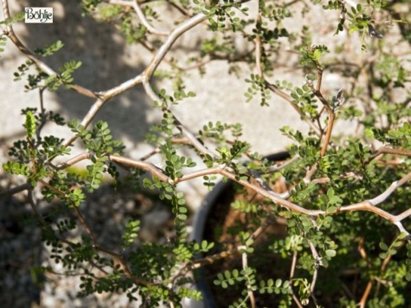 Sophora 'Little Baby' -Schnurbaum-