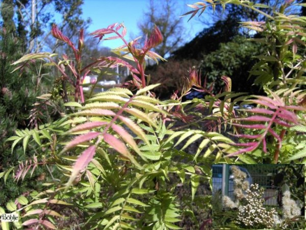 Sorbaria sorbifolia 'Sem' -niedrige Fiederspiere-