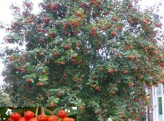 Sorbus aria 'Magnifica' -Mehlbeere-