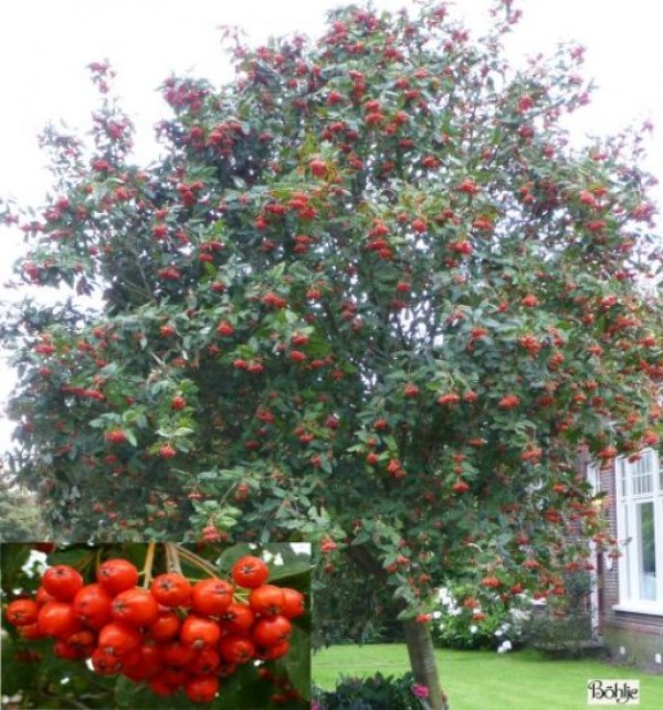 Sorbus aria 'Magnifica' -Mehlbeere-