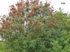 Sorbus aucuparia -Eberesche-