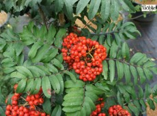 Sorbus aucuparia 'Fastigiata' -Säuleneberesche-