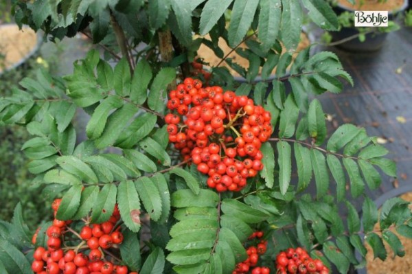 Sorbus aucuparia 'Fastigiata' -Säuleneberesche-