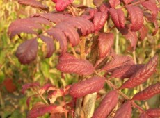 Sorbus domestica -Speierling-