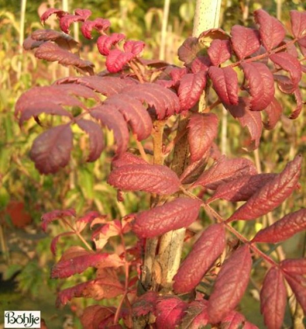 Sorbus domestica -Speierling-