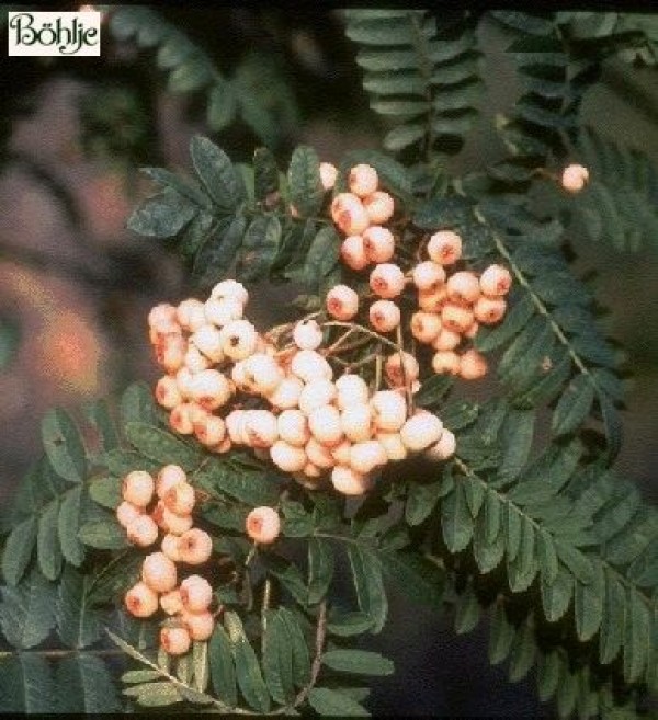 Sorbus koehneana -Eberesche-