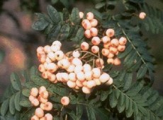 Sorbus koehneana -Eberesche-