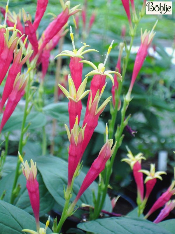 Spigelia marilandica -Loganiengewächs (Wurmkraut)-