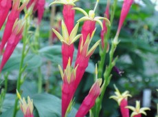 Spigelia marilandica -Loganiengewächs (Wurmkraut)-