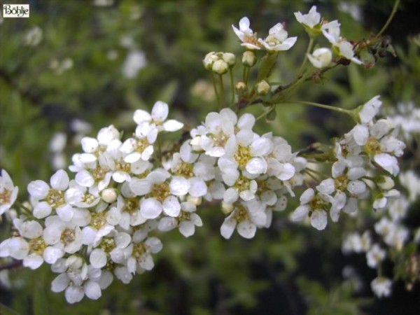 Spiraea cinerea 'Grefsheim' -weiße Rispenspiere-