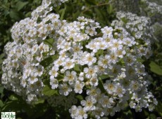 Spiraea decumbens -weiße Zwergspiere-