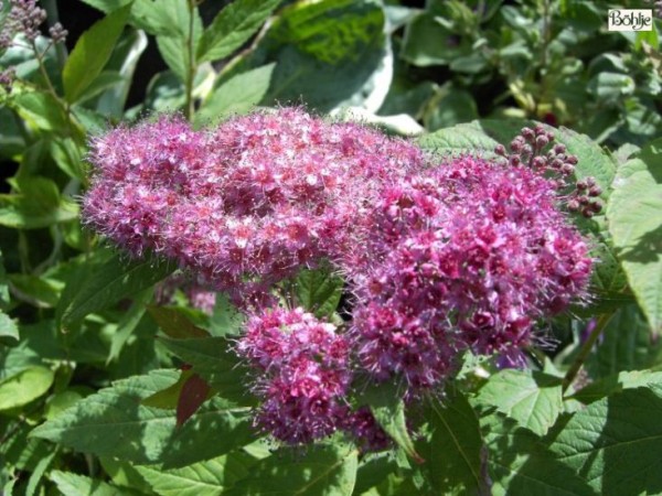 Spiraea japonica 'Anthony Waterer' -rote Sommerspiere-