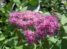 Spiraea japonica 'Anthony Waterer' -rote Sommerspiere-