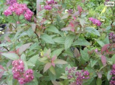 Spiraea japonica 'Darts Red' -Zwergspiere-