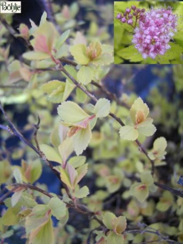 Spiraea japonica 'Golden Princess' -Japanspiere-