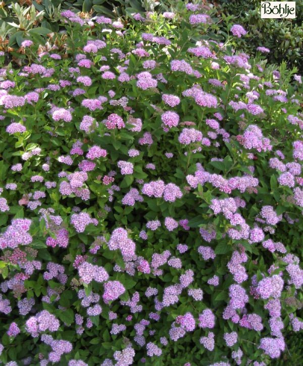 Spiraea japonica 'Little Pincess' -rosa Zwergspiere-