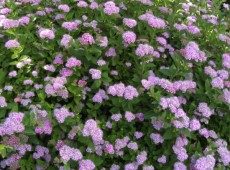 Spiraea japonica 'Little Pincess' -rosa Zwergspiere-