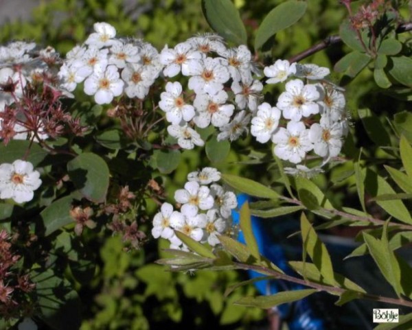 Spiraea vanhouttei -Prachtspiere-