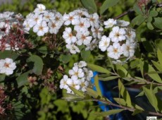 Spiraea vanhouttei -Prachtspiere-