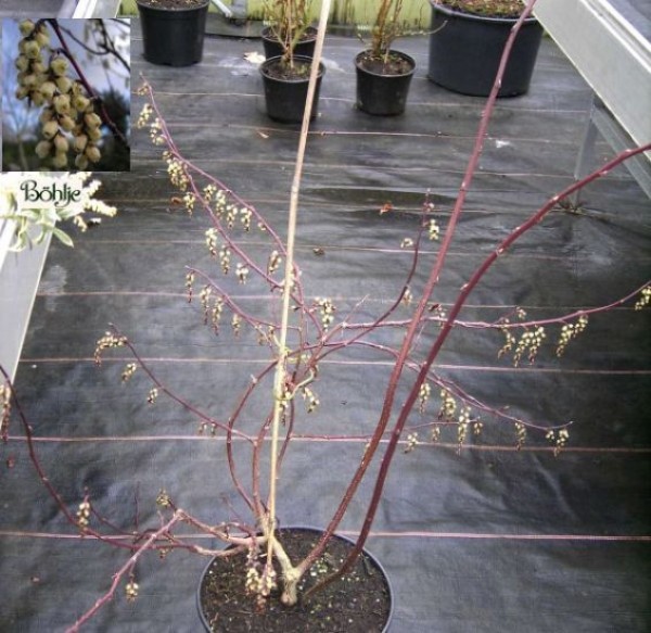 Stachyurus chinensis 'Celina' -Perlschweif-