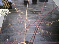 Stachyurus chinensis 'Celina' -Perlschweif-