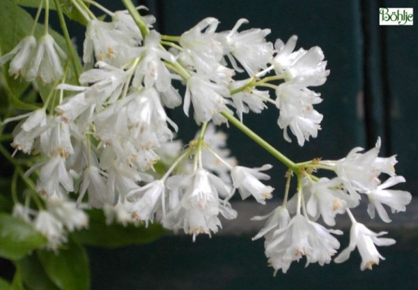 Staphylea colchica -kaukasische Pimpernuss-