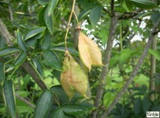 Staphylea pinnata -gemeine Pimpernuss-