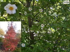 Stewartia pseudocamelia (Stuartia pseudocamellia) -Scheinkamelie-