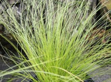 Stipa tenuissima 'Ponytails' -Engelshaar / Federgras-