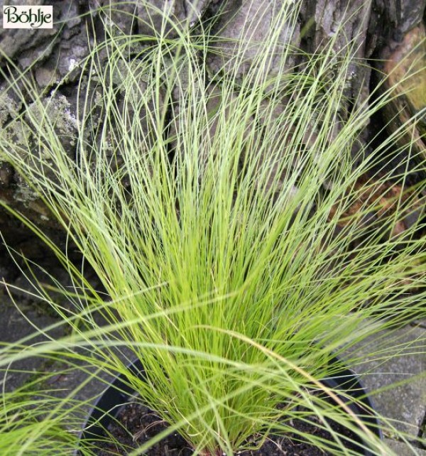 Stipa tenuissima 'Ponytails' -Engelshaar / Federgras-