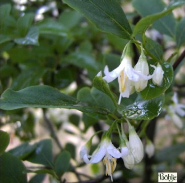 Styrax americanus -amerikanischer Storaxbaum-