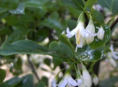 Styrax americanus -amerikanischer Storaxbaum-