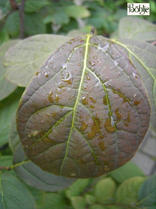 Styrax hemsleyanus - chinesischer Storaxbaum -