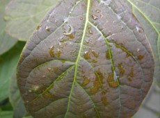 Styrax hemsleyanus - chinesischer Storaxbaum -