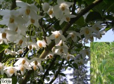 Styrax japonicus -jap. Storaxbaum / jap. Schneeglöckchenbaum-