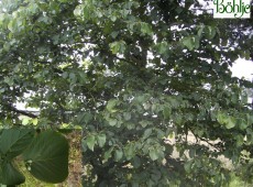 Styrax obassia -Storaxbaum-