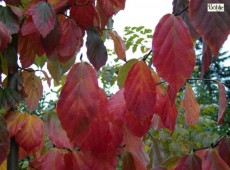 Sycoparrotia semidecidua