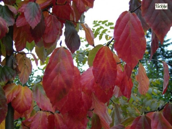 Sycoparrotia semidecidua