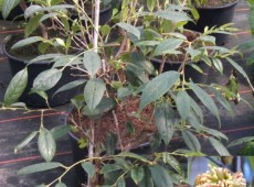 Sycopsis sinensis -Zaubernussgewächs-