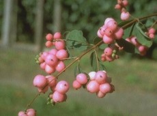 Symphoricarpos chenaultii 'Hancock' -niedrige Purpurbeere-