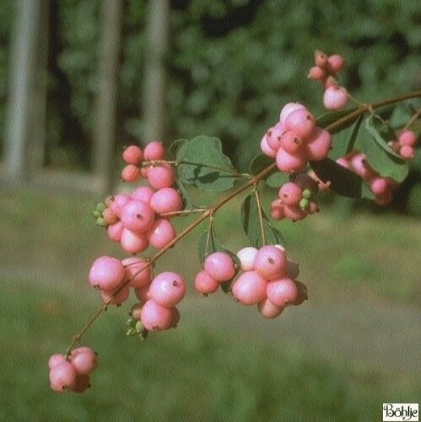 Symphoricarpos chenaultii 'Hancock' -niedrige Purpurbeere-