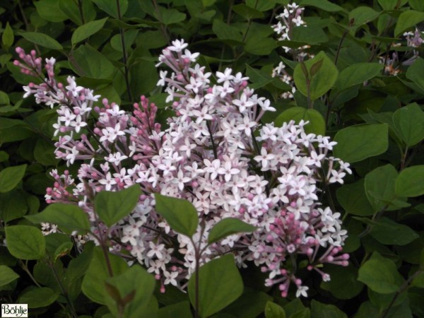 Syringa 'Josée' -Zwergduftflieder-