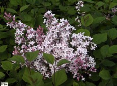 Syringa 'Josée' -Zwergduftflieder-