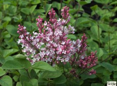 Syringa 'Tinkerbelle' ® -kleinblättriger Herbstflieder-